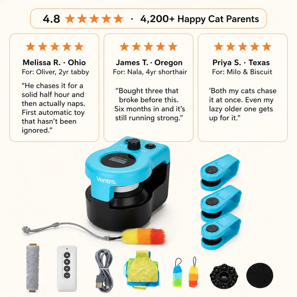 KittyRun – Motorized Cat Chase Track | Hands-Free Interactive Cat Toy
